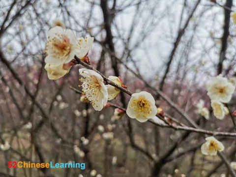 Chinese Plum Blossoms